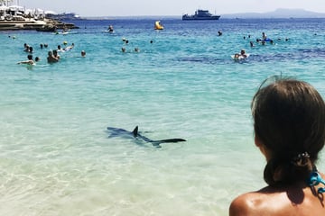 Hai-Attacke in Touristen-Gebiet: Urlauberin verliert Arm!