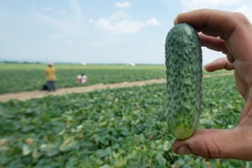 Aus Gold wurde Gurke: Frau tätigt teuersten Gemüse-Kauf der Oberpfalz
