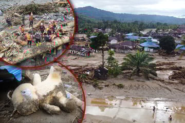 Erbarmungslose Fluten stürzen ein Land ins Chaos: Zahl der Toten steigt auf mehr als 600