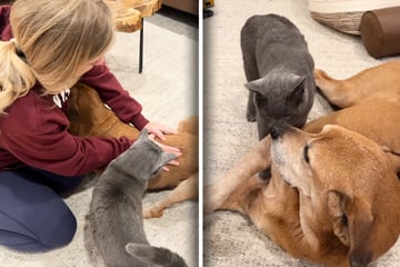 Hund ist verletzt: Was Katze auf einmal für ihn tut, kann Frauchen nicht glauben