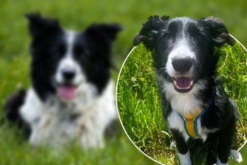 Junger Border Collie sucht Zuhause bei aktiven Menschen mit viel Hundeerfahrung