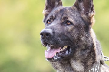 Räuber findet dorniges Versteck, doch Polizeihund "Maverick" entkommt er nicht