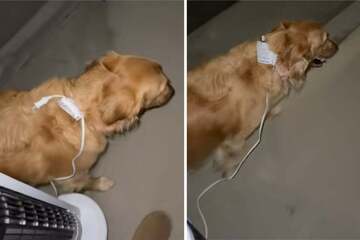 Woman can't find dog's leash – her bizarre makeshift solution has millions doing a double-take!