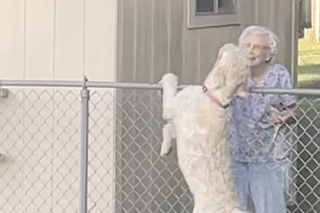 Hund trifft Oma jeden Tag am Zaun: Als sie stirbt, geschieht etwas Herzzerreißendes