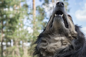 Mann schlägt mit Wanderstock nach Hund, Besitzer schlägt zurück