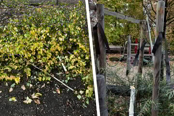 Dresden: Randale im Südpark: Junge Birken mutwillig zerstört - Stadt erstattet Anzeige