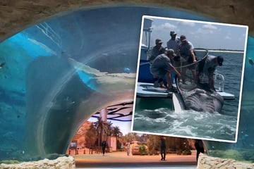 Mit offizieller Genehmigung: Bedrohter Meeresriese brutal aus dem Wasser gezogen