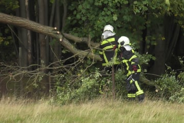 Ausläufer von Orkan-Tief "Detlef" über Sachsen: Erste Feuerwehreinsätze, Schwebebahn steht still