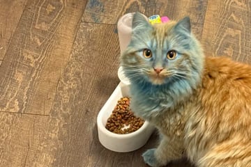 Vater wacht früh auf: Als er die Katze sieht, fällt ihm die Kinnlade herunter