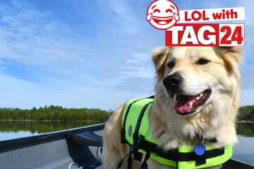 Joke of the Day for June 16, 2025: The best dog joke to kick off your week