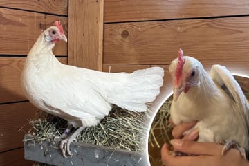 Schüchternes Zwerghuhn einfach sich selbst überlassen: Findet Lola ihr Happy End?
