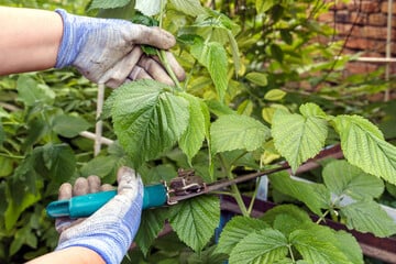 Himbeeren schneiden: Diesen Unterschied solltest Du kennen