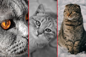 What are the best grey cat breeds: Top 10