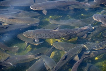 Gülle gelangt in Regenwasserkanal: 20 Tonnen Fisch verendet