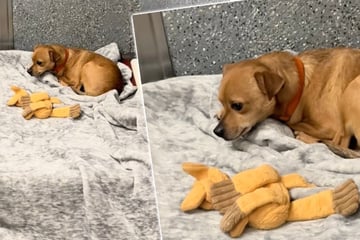 Hund traurig: Geschwister werden adoptiert, doch er wartet noch immer