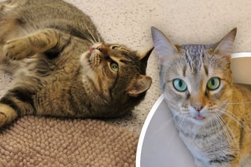 Katze Sucuk hat ein Problem: Findet sie trotzdem ihr Glück?