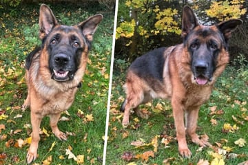 Er ist der "Stimmungs-Aufheller" im Tierheim! Doch Yacko hat ein Problem