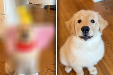 Golden Retriever präsentiert Halloween-Kostüm: Kurz darauf schmelzen Herzen