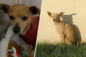 Familie zieht um: Was dann mit ihrer Hündin geschieht, macht sprachlos