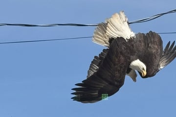 Nicht ganz so majestätisch: Adler-Duell endet kopfüber in Stromleitung
