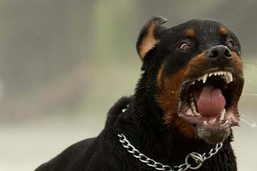 Rottweiler greift Frau und Hund im Stadtpark an: Besitzer greifen nicht wirklich ein