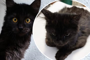 Muss der kleine Kater jetzt sterben? Tierschützer bitten dringend um Hilfe