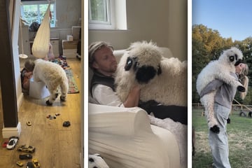 Hund oder Schaf? Diese süße Fellnase erobert mit ihrem Verhalten alle Herzen