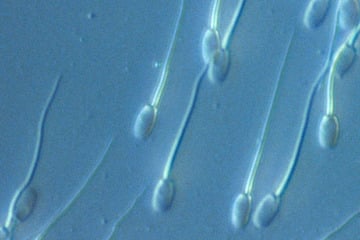 Bevor Sperma "rostet": Neue Studie zeigt, warum häufiges Masturbieren gesund sein kann
