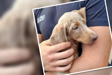 Illegaler Welpenhandel an der Tanke: Polizei rettet Tiere und nimmt Fahrer fest