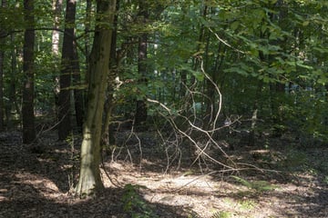 Lage spitzt sich zu: Brennen in Thüringen bald die Wälder?