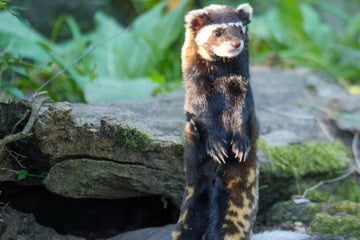 Er war der Letzte seiner Art: Tigeriltis stirbt mutterseelenallein