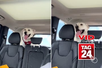 Viral Video of the Day for March 11, 2026: Adorable dog bops to Zara Larsson's hit song Midnight Sun