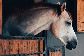 Tiefe Schnitte im Bauchbereich! Pferd schwer verletzt, Polizei sucht Zeugen