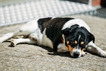 Bienenstiche bei Hunden: Tierärztin gibt Erste-Hilfe-Tipps und erklärt, wann es gefährlich wird
