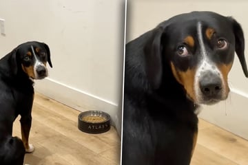 Hund sitzt zehn Minuten stumm vorm Futter: Als Frauchen Grund bemerkt, zerfließt ihr Herz