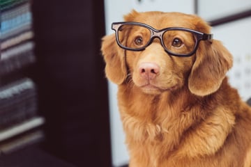 What do dogs think about? Here's how smart your pooch really is