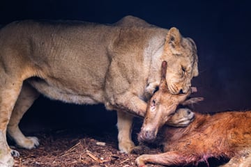 Vor Kinderaugen: Zoo wirft vom Aussterben bedrohte Tiere Löwen zum Fraß vor