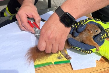 München: "Oachkatzlschwoaf" wird zum Verhängnis: Feuerwehr rettet Eichhörnchen aus Klebefalle