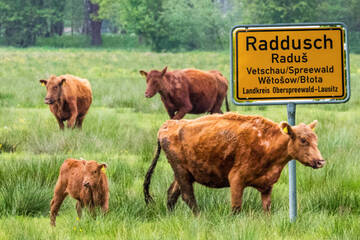"Rinderwahnsinn" in Brandenburg: Schon mehr als 100 Tiere spurlos verschwunden