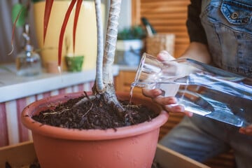 Eine Pflanze vertrocknet trotz Wasser? Das steckt dahinter!