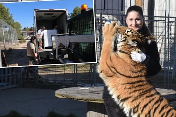 Leipzig: Zander-Tiger in Spanien angekommen, doch Dompteurin wütet: "Wegnahme war tierschutzwidrig!"
