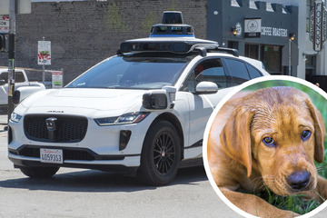 Unfall durch autonomes Fahren: Google-Auto tötet Hund