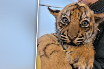 Drama im Krefelder Zoo: Tigerbabys geboren, doch ein Junges lebt schon nicht mehr