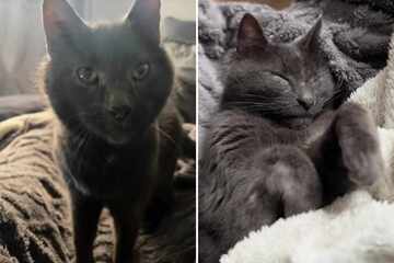 17-year-old shelter cat had lost all hope, but then he met his soul human: "Wait... You came back?"