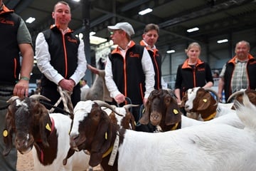 Tiere, Technik und Bauernhof-Atmosphäre gibt's auf dieser Messe in Thüringen