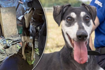 Lange in Dunkelheit gehalten: Die Geschichte von Hund Jude geht ans Herz