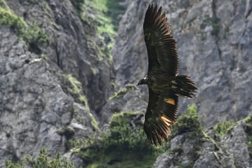 Animal rights activists dismayed: Bearded vulture Wally is dead