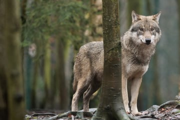 Wölfe: EU beschließt: Wölfe sollen leichter abgeschossen werden können