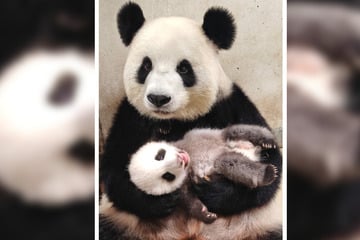 Berlin: Wie süß: Panda-Babys verzaubern mit ersten Zähnchen