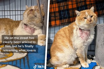 Rescue cat has had a hard life, but TikTok makes him a superstar